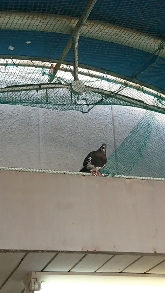 DSC_1207.JPG