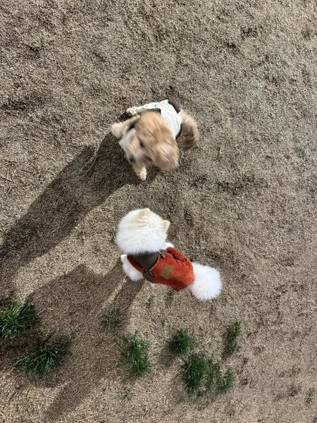 やぴˉ̞̭ ( ›◡ु︎‹ ) ˄̻ ̊