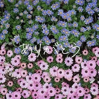 11日、12日ありがとうございました