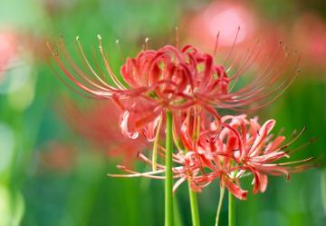 こうがんむち♡