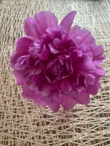 おはようございます