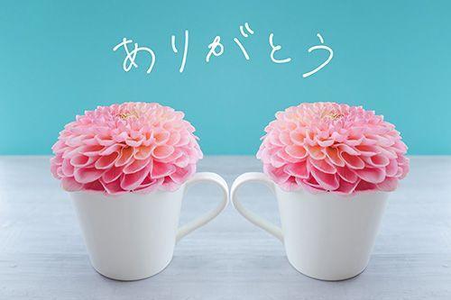 ✦本日のおれい✦