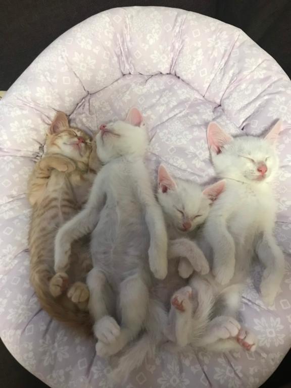 お礼ではない日記☆