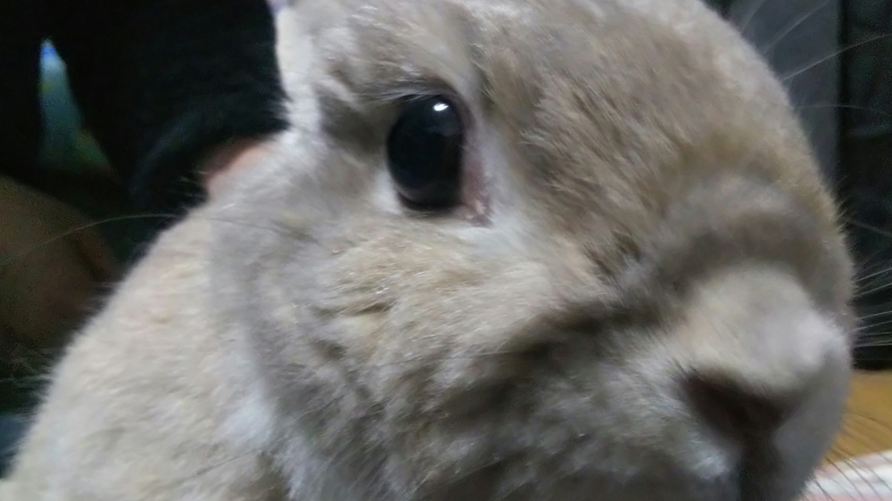 ズッピー代行の画像0