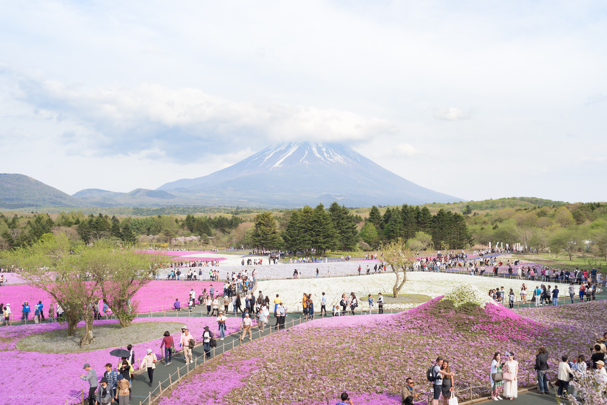 富士芝桜まつり かめらと。 / かしゃっと。