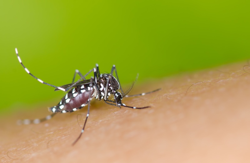 ヒトスジシマカ