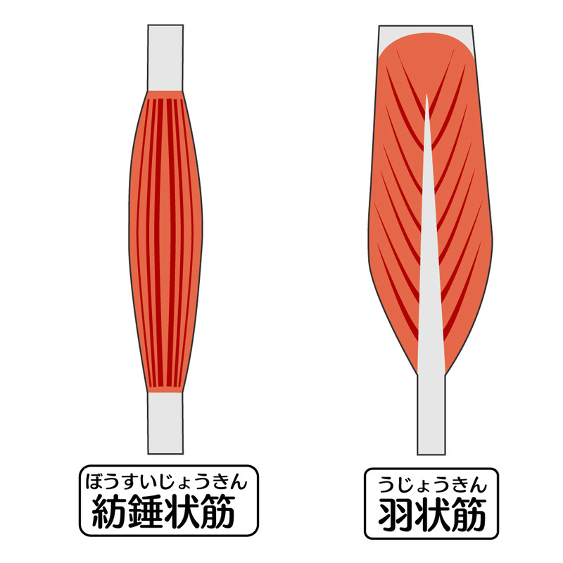 紡錘状筋と羽状筋