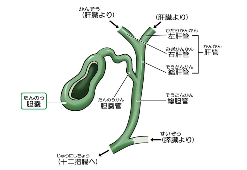 総胆管炎 – 胆管炎 発熱 メカニズム , 胆道の病気 – AKXVJD