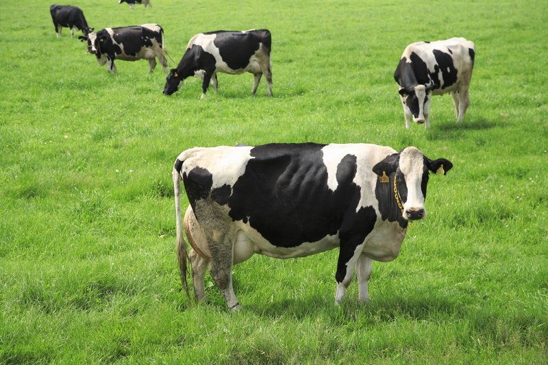 牧場に放牧された牛