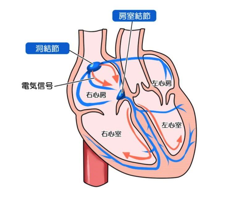 心房粗動の原因