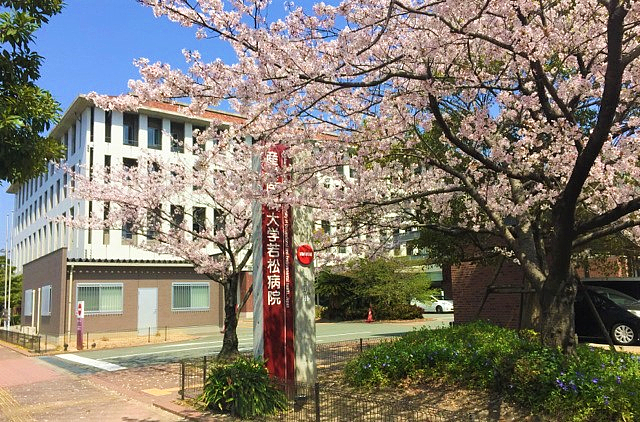 桜が咲き誇る産業医科大学若松病院