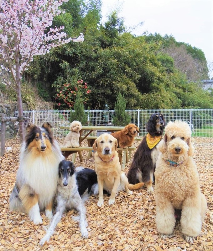 NHO宇都宮病院で活躍するセラピー犬たち