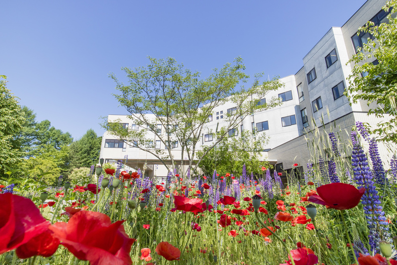 きれいな花が咲く庭園