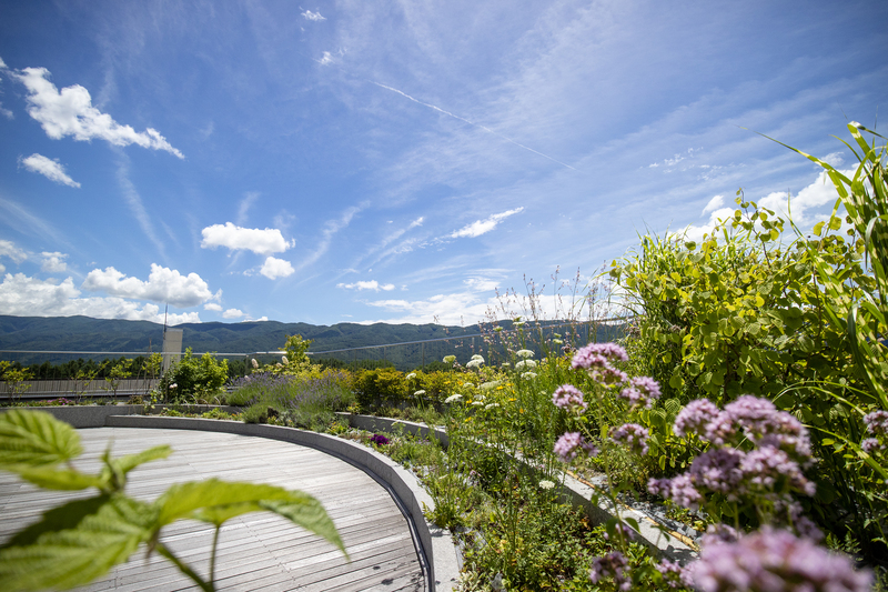 植物がきれいなテラス