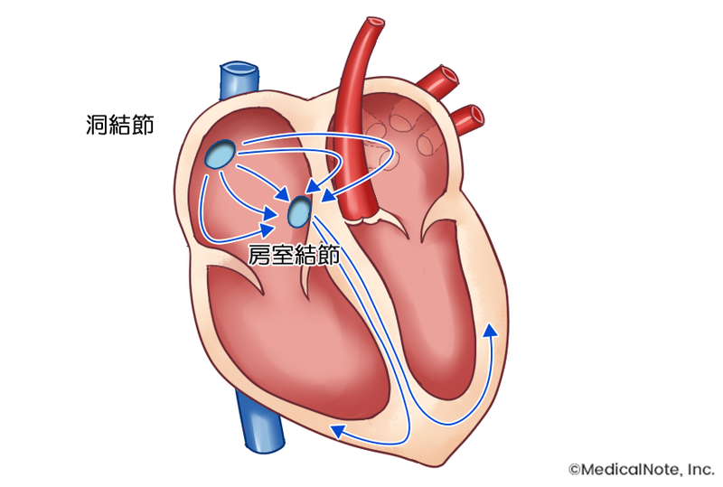 電気信号の流れ