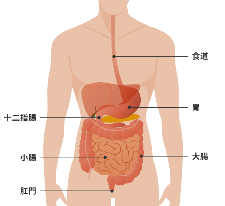 消化器外科手術のための解剖学　食道，胃・十二指腸，腹壁・ヘルニア／畠山勝義(著者),兼松隆之(著者) 消化器外科手術のための解剖学食道,胃・十二指腸,腹壁・ヘルニ