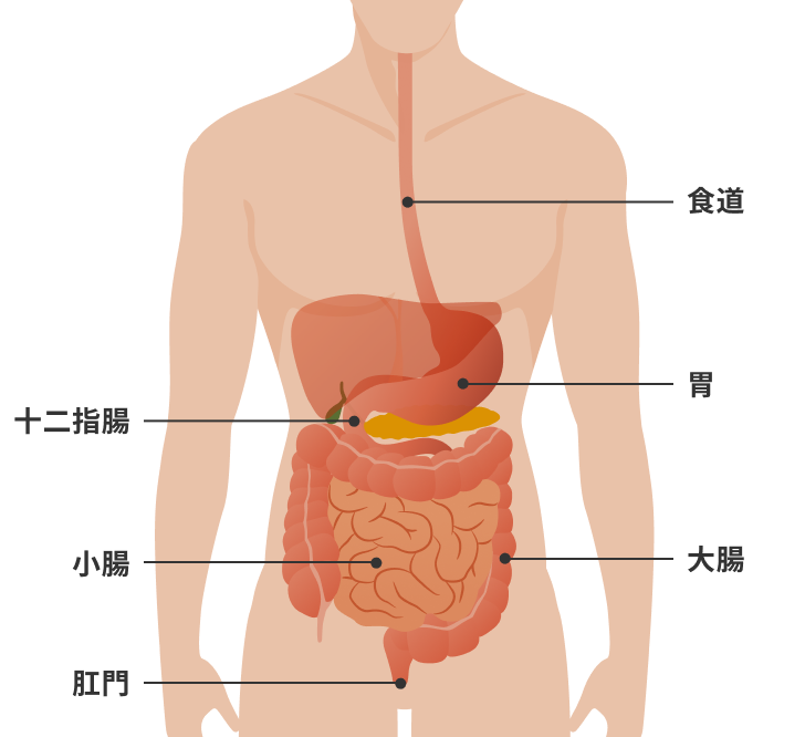 消化管の一覧　