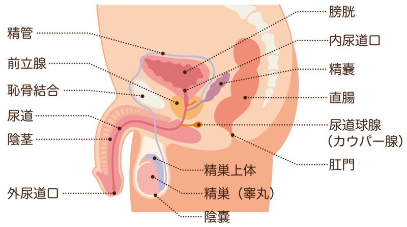 前立腺の構造