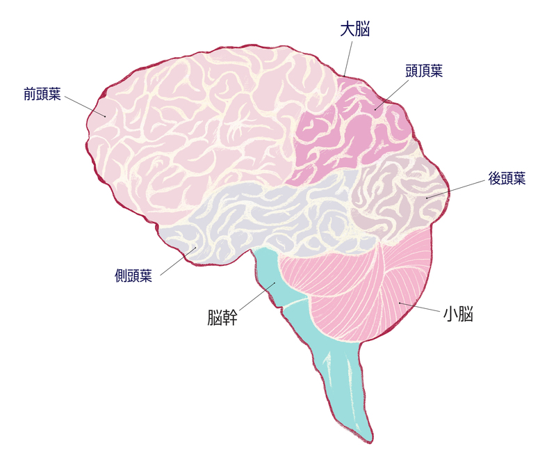脳の構造