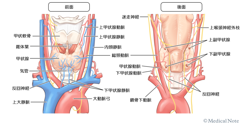 甲状腺の位置