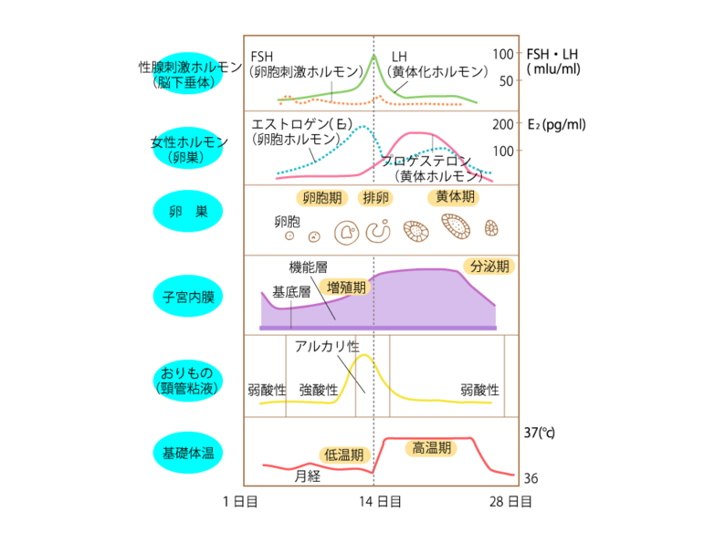 月経周期と女性ホルモン<br>（出典）青野敏博「女性の一生とホルモン環境」（『産婦人科治療』vol.64,1992年）より改変