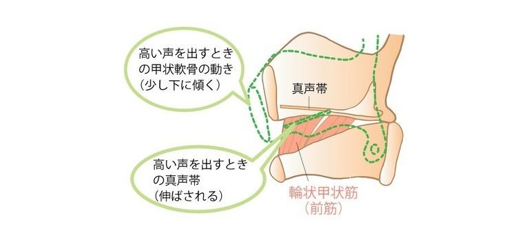 声帯の筋肉の仕組み