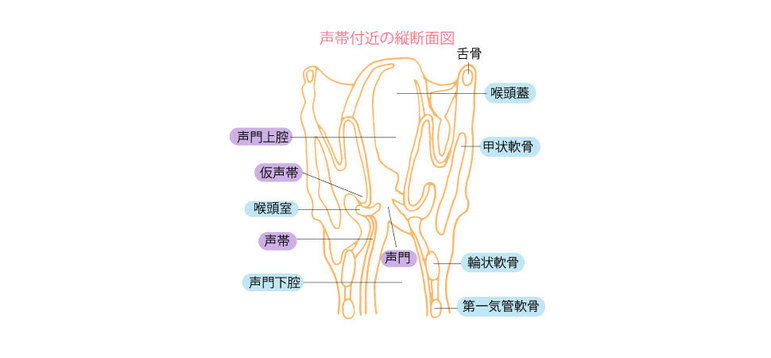 声帯付近の縦断面図