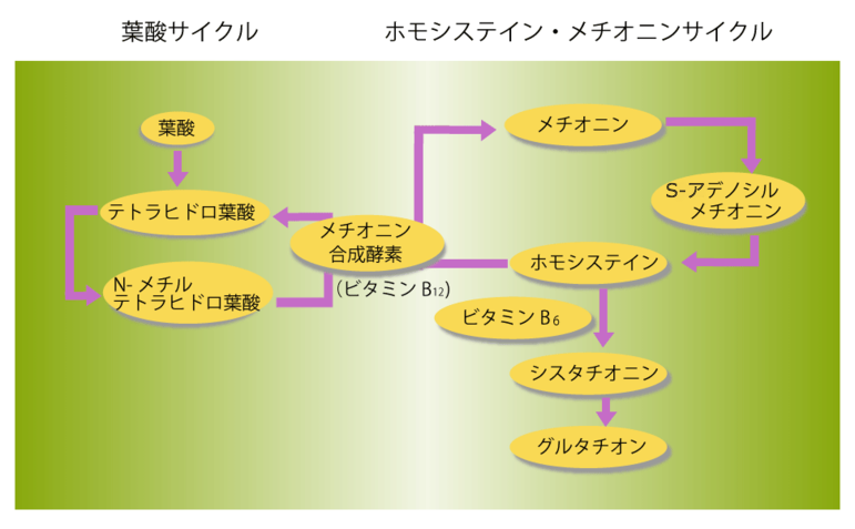認知症予防にビタミンが効く メディカルノート