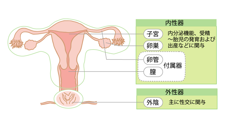 子宮、卵巣、卵管、膣、外陰（卵巣腫瘍）