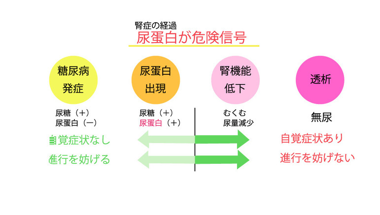 腎症の経過―尿蛋白が危険信号