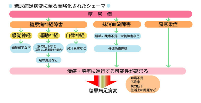 糖尿病足病変に至る簡略化されたシェーマ