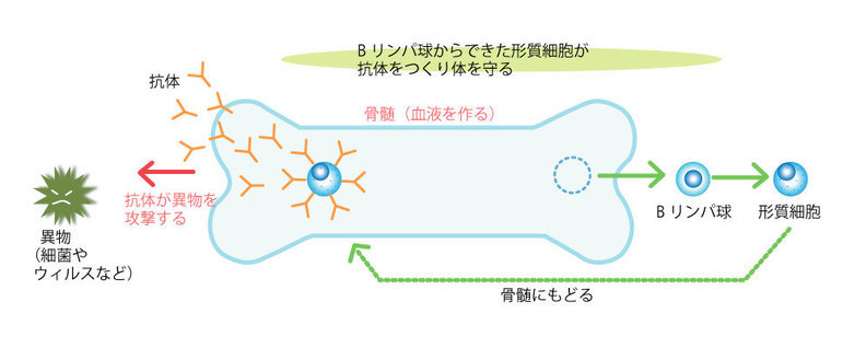 形質細胞は抗体をつくり、体を異物から守ります