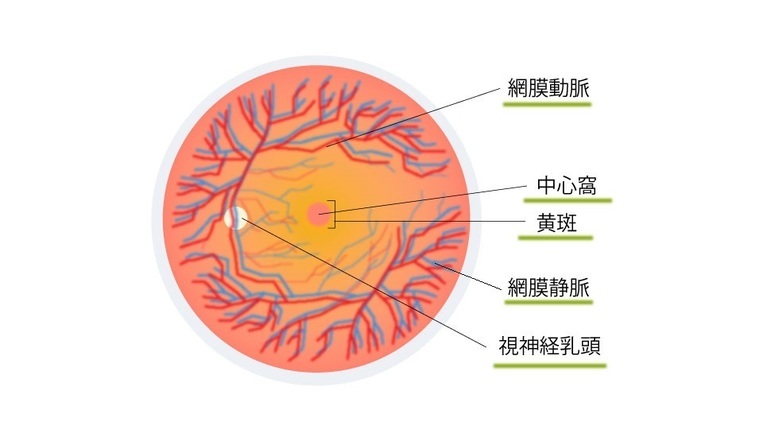 黄斑は目の中心にある