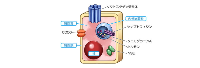 神経内分泌細胞の構造