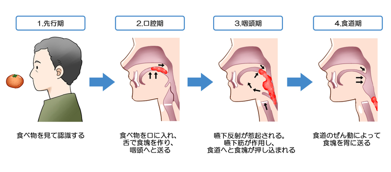 嚥下のプロセス
