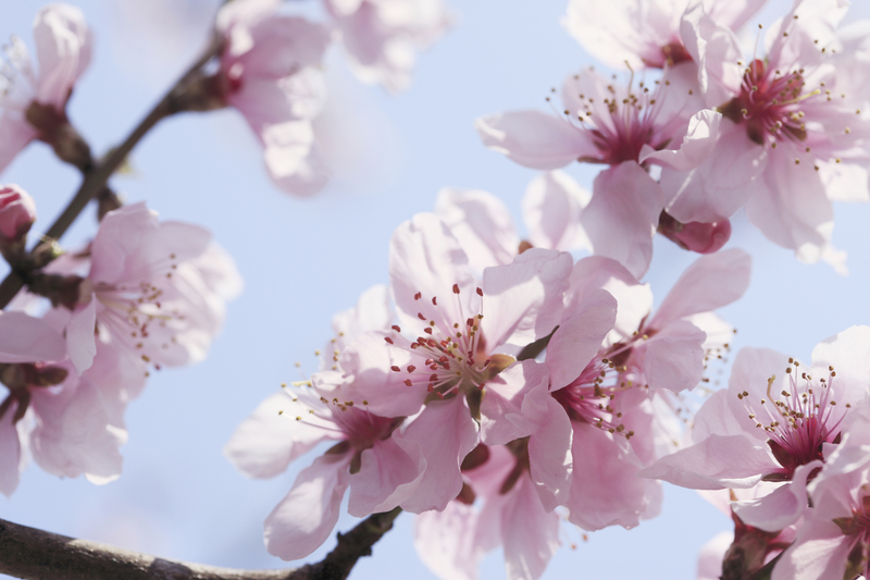 杏の花