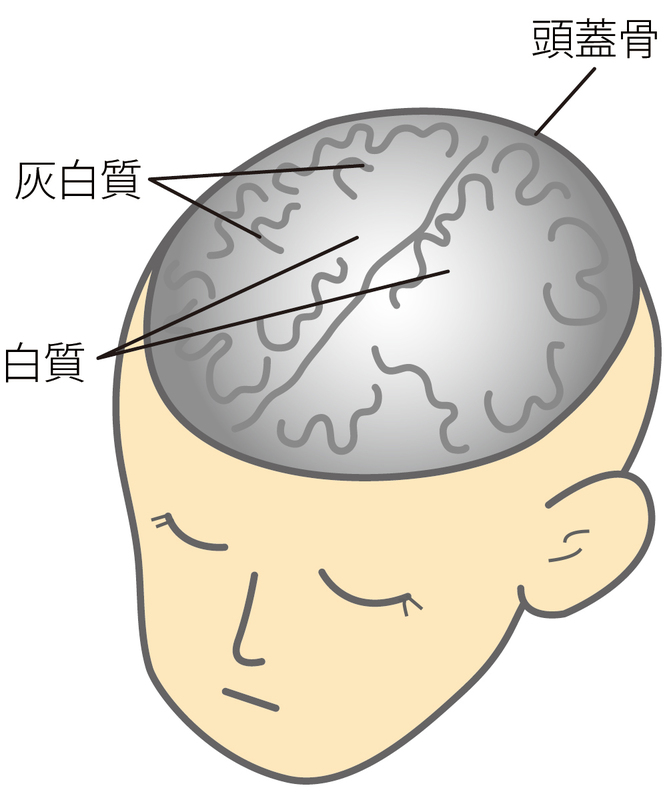 白質形成の位置