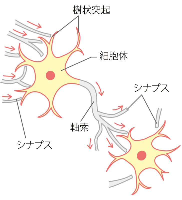 軸索とニューロンの関係