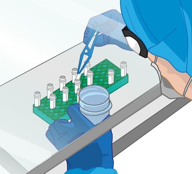 凍結卵巣の切片を投入