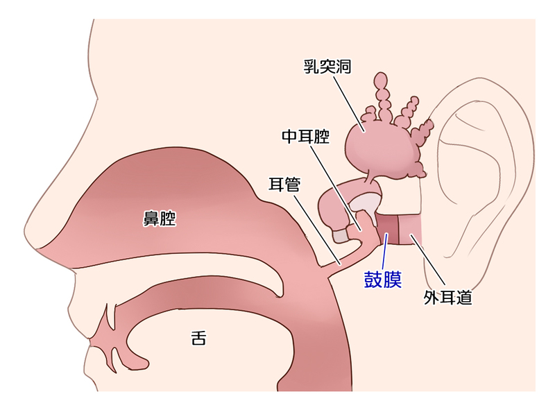 乳突洞　イラスト