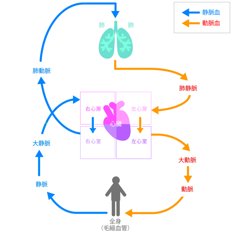 心不全とは 発症メカニズムと分類 原因となる疾患について メディカルノート