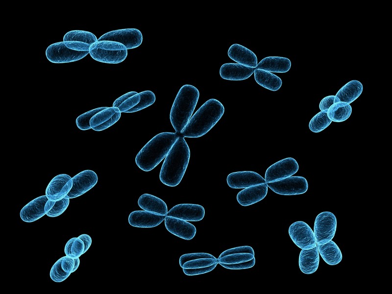 Xの形をした染色体