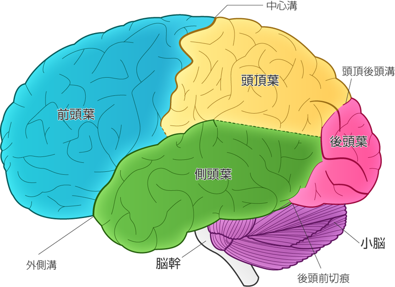 脳の部位　イラスト