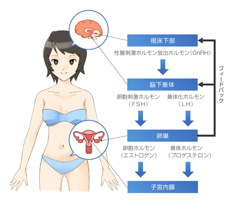脳と女性ホルモンの関係