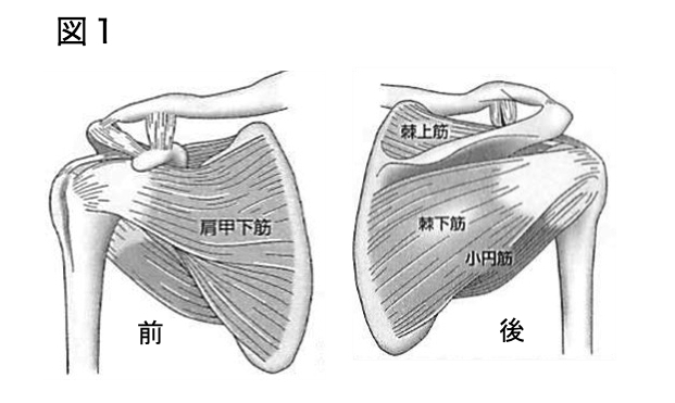 腱板断裂 麻生総合病院