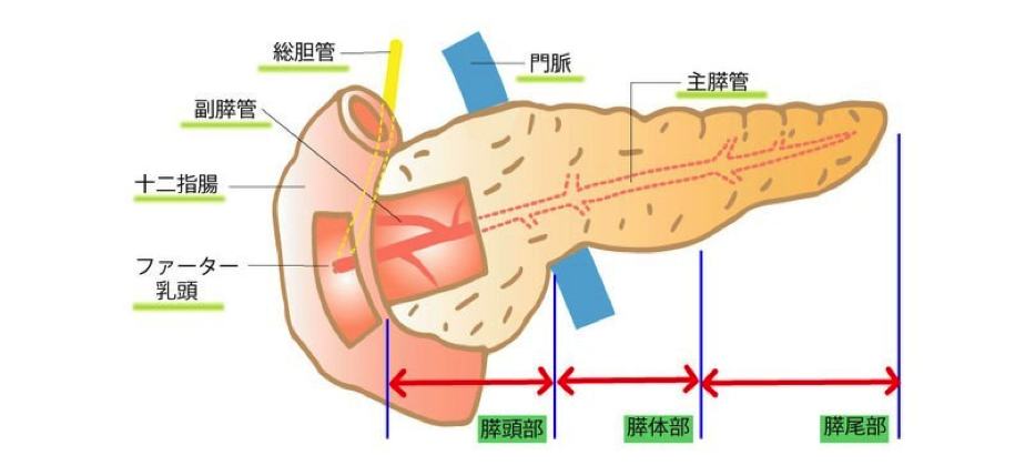 膵臓の構造