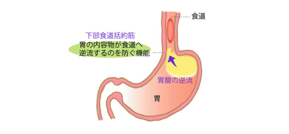 下部食道括約筋の働き