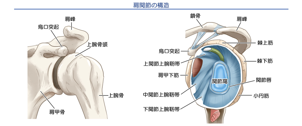 肩関節の構造