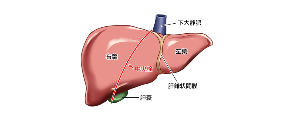 肝臓を左右に区分けした様子