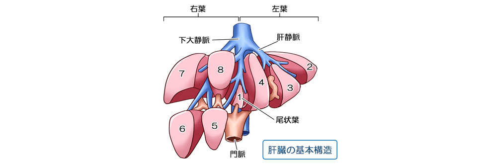 幕内術式で用いる肝臓の区分